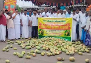 மாம்பழ பிரச்னையை திசை திருப்ப முயற்சி; தமிழக அரசு மீது விவசாயிகள் குற்றச்சாட்டு