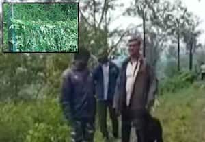 வால்பாறையில் சிறுமியை கொன்ற சிறுத்தை சிக்கியது