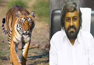 வனப்பகுதியில் தாய் புலி, 4 குட்டிகள் உயிரிழப்பு: விசாரணைக்கு அரசு உத்தரவு