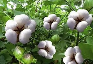 மாம்பழத்தை தொடர்ந்து பருத்தியிலும் பிரச்னை தமிழக அரசுக்கு அடுத்த நெருக்கடி ஆரம்பம்