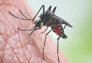கொசு ஒழிப்பிலும் வந்துவிட்டது ஏ.ஐ.,