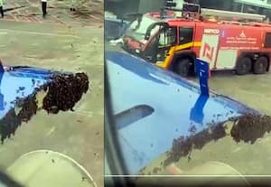விமானத்தை  மொய்த்த  தேனீக்கள்