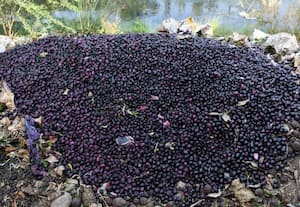 உரிய விலை கிடைக்கவில்லை; குப்பையில் நாவல் பழங்கள்