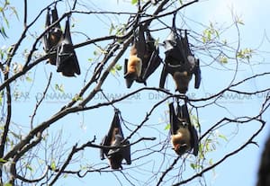 Nipah virus outbreak in Kerala Inspection at Tamil Nadu border check posts