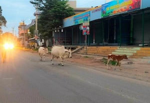 ஊத்துக்கோட்டையில் கால்நடைகள் உலா காற்றில் பறக்குது கலெக்டர் உத்தரவு
