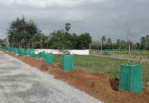 மரக்கன்றுகள் வளர்ப்பு