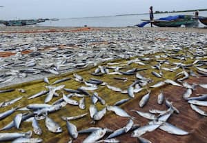கருவாடு தயாரிக்கும் பணி