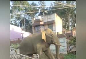 கிராமத்திற்குள் புகுந்த காட்டு யானை: மக்கள் பீதி