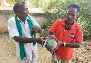 வனத்துறையிடம் மயில் ஒப்படைப்பு