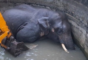 தோட்டத்து கிணற்றில் விழுந்து ஆண் யானை பலி
