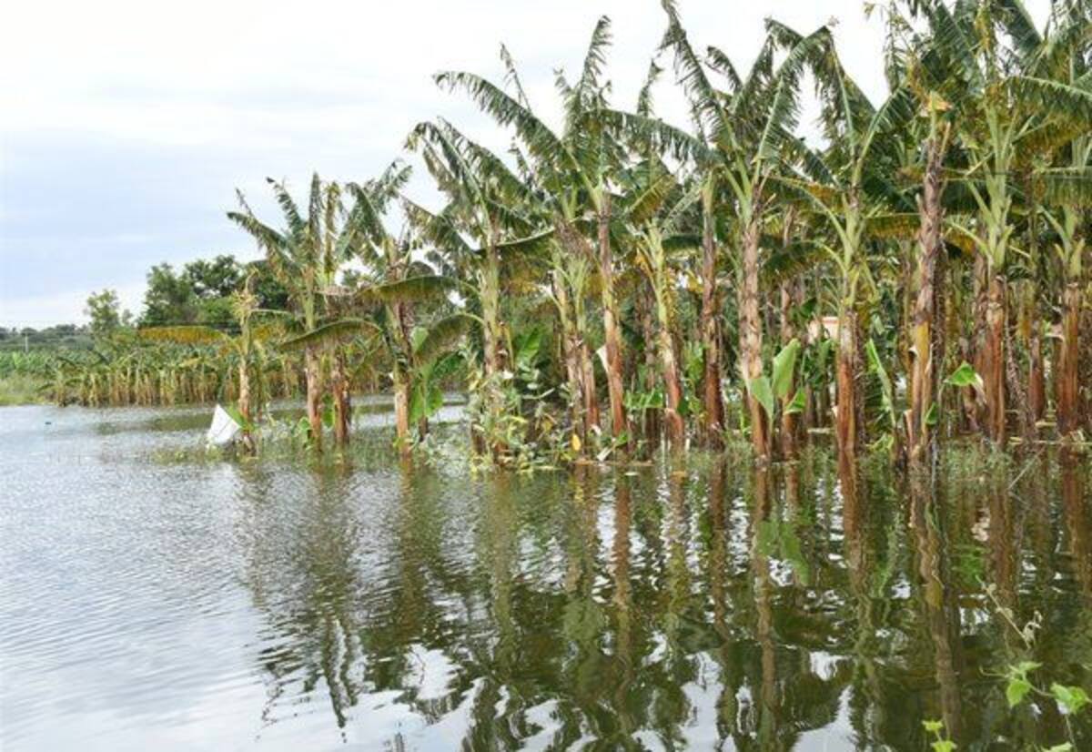பவானி சாகர் அணையில் நீர்மட்டம் உயர்வு; நீரில் மூழ்கி வாழைகள் சேதம்