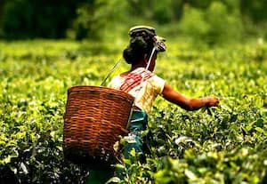 தேயிலை பறிக்க தொழிலாளர் பற்றாக்குறை; 1500 அறுவடை இயந்திரம் வாங்குகிறது அரசு