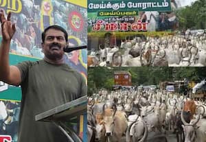 5 ஆண்டுகளில் ஆகச்சிறந்த நாடாக மாற்றுவேன்; மாடு மேய்க்கும் போராட்டத்தில் சீமான் பேச்சு