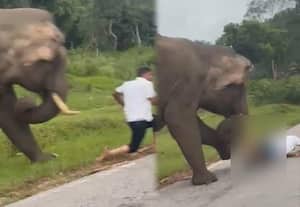 காட்டு யானை ஆவேசம்; உயிர் தப்பிய சுற்றுலா பயணி
