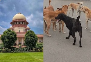 தெருநாய் பிரச்னைக்கு தீர்வு வருமா; டில்லி அரசுக்கு சுப்ரீம் கோர்ட் முக்கிய உத்தரவு