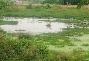திறந்தவெளி நிலத்தில் கழிவுநீர் பேரூராட்சி நிர்வாகம் அட்டூழியம்