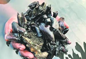 காக்கா ஆழி அழிப்பில் ஒத்துழைப்பில்லை நீர்வளம், மீன்வள துறைகள் மீது புகார்