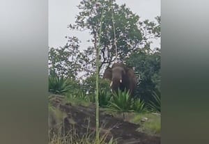 குப்பம்மாள்பட்டியில் காட்டு யானை; விவசாய பயிர்கள் சேதம்
