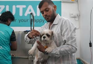  செல்லப்பிராணிகளுக்கு ஆயில் மசாஜ் செய்யலாமா?
