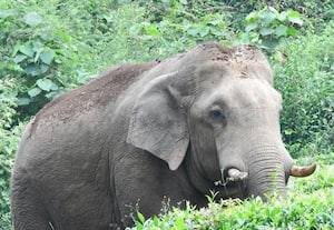 ரேசன் கடையை உடைத்து அரிசி ருசித்த கொம்பன்