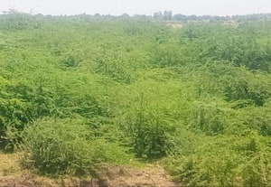 திருமுக்கூடல் பாலாற்றில் வளர்ந்துள்ள கருவேல மரங்களால் நிலத்தடி நீர்மட்டம் பாதிப்பு