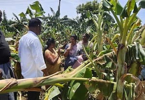 25 ஏக்கர் வாழை, 5 ஏக்கர் வெற்றிலை கொடிகள் சேதம்