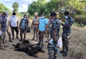 அம்பை அருகே கரடி மரணம்
