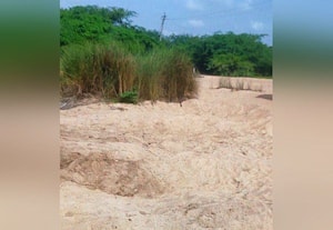 வைகை ஆற்றில் தொடரும் மணல் கொள்ளை.. அதிகாரிகள் அலட்சியம்:   தடுத்து, நாணல், கருவேல மரங்களை அகற்றுங்க..