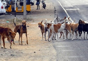 ராமநாதபுரத்தில் தெரு நாய்க்கடிக்கு கடந்தாண்டில்..15,247 பேருக்கு சிகிச்சை: ரோட்டில் திரிவதால் வாகன ஓட்டிகளுக்கு ஆபத்து