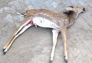 நாய்கள் கடித்து இரு மான்கள் பலி