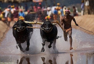  கம்பாலா புறக்கணிப்பு மக்கள் வருத்தம்
