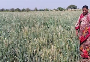  கருப்பு கோதுமை விளைச்சல் விஜயபுரா சாந்தவ்வா சாதனை