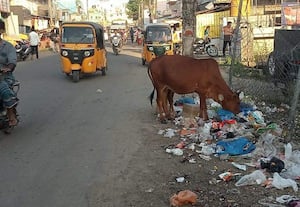 மாடுகளின் உணவு கூடங்களாக மாறி வரும் குப்பை மேடு
