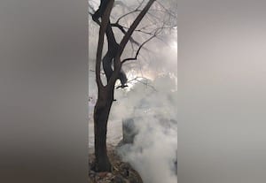 குப்பை தீயால் கருகும் மரங்கள்