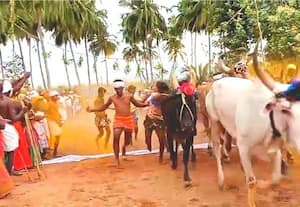 மாடு மாலை தாண்டும் வினோத திருவிழா
