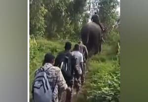 வனத்துறையிடம் சிக்காமல் ஆட்டம் காட்டும் புலி