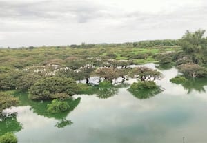 வேடந்தாங்கல் பறவைகள் சரணாலயத்தில் சீசன் துவங்கியது
