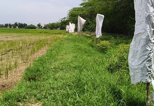 மான்களிடமிருந்து பயிர்களை பாதுகாக்க  வயல் ஓரங்களில் வெள்ளை சாக்குகள்