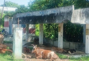 மாடு கட்டும் இடமாக மாறிய பயணியர் நிழற்குடை