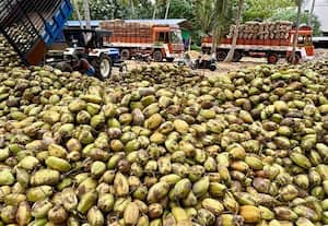 மாநிலம் விட்டு மாநிலம் பறக்கும் திருப்புவனம் தேங்காய்