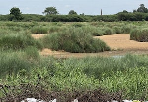 வைகையில்  நாணல்களால் நீர்வரத்திற்கு இடையூறு: திருப்புவனம் விவசாயிகள் கவலை