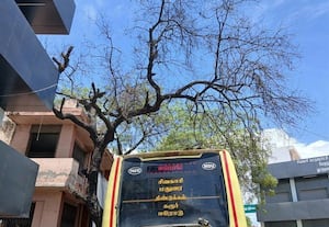 சிவகாசி பஸ் ஸ்டாண்டில் பட்ட மரம் பயணிகள் அச்சம்