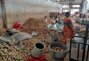 மேட்டுப்பாளையம் -- வாரணாசி; சூடு பிடிக்கும் உருளை வியாபாரம்