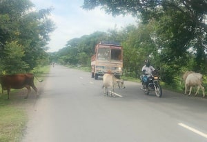 சாலையில் திரியும் மாடுகளால் விபத்து அபாயம்