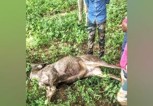 தருமத்துப்பட்டி கிணற்றில் இறந்து கிடந்த கடமான்