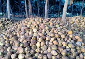 தீபாவளி சீசனில் தேங்காய் விலை உயர வாய்ப்பு தென்னை விவசாயிகள் நம்பிக்கை
