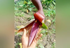 மரபணு மாற்றத்தால் குலை தள்ளிய வாழைக்கன்று