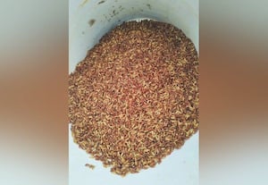 வேளாண் அலுவலகத்தில் வழங்கிய நெல் விதையில் கலப்படமா