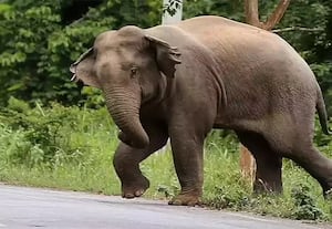 காட்டு யானைகளின் குணாதிசயத்தில் மாற்றம்! 'கும்கி'களாக மாற்றினால் வனத்தின் பாதுகாப்பு கேள்விக்குறி