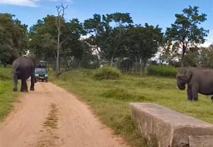 வனத்துறை வாகனத்தை விரட்டிய காட்டு யானை